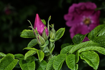 rosa Rosenknospe der Wildrose vor schwarzem Hintergrund
