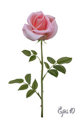 Beautiful pink rose Isolated on white background.