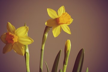 Two beautiful yellow daffodils on a gray wall background