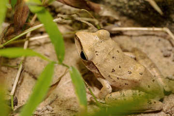 Golden Tree Frog in nature