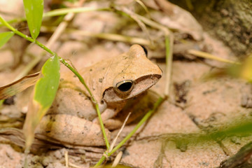 Golden Tree Frog in nature