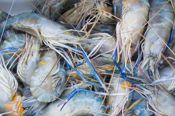 Close up of Fresh prawn or shrimp