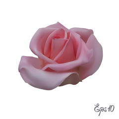Pink Rose. Isolated Flower on a White Background.