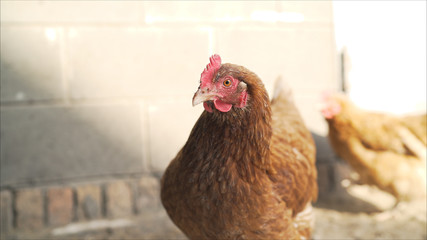 Hens in the hen house. Chickens on the farm. The hens in the barn	