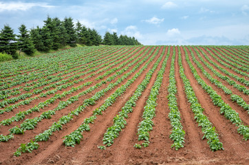 Fototapeta na wymiar Fields of Potatoes Growing in Red Soil