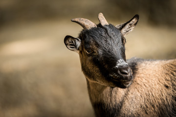 Alpensteinbock Portrait freigestellt vor hellgrauem Hintergrund