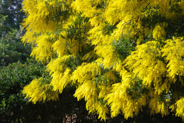 Blossoming mimosa tree in springtime
