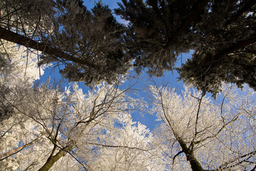 Winter mit Frostbäumen, in grün und weiß, knackig kalt