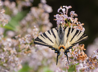 Schmetterling Segelfalter mit grossen Flügeln auf Blüten eines rosa Flieders 