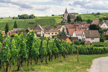 Fototapeta na wymiar grape fields in Burgundy