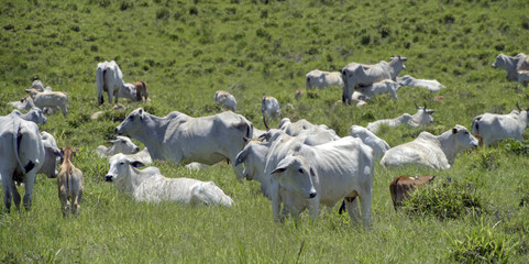 Nelore cattle in green pasture