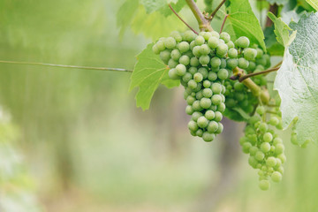 a bunch of green grapes among the leaves blurred