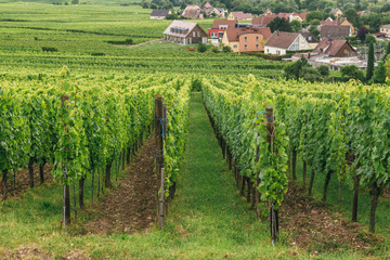 Fototapeta na wymiar the grapes grow in rows in the field