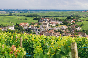 Fototapeta na wymiar fields of grapes in France