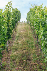 Fototapeta na wymiar rows of grape bushes