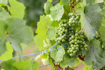 a bunch of green grapes on a bush