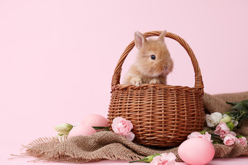 Cute ginger bunny rabbit in basket decorated with spring flowers and Easter eggs on pink background