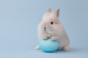 Easter bunny rabbit with blue painted egg on blue background. Easter holiday concept. - 193835559