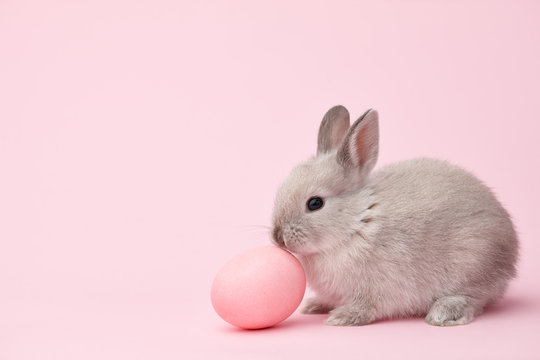 Easter bunny rabbit with pink painted egg on pink background. Easter holiday concept.