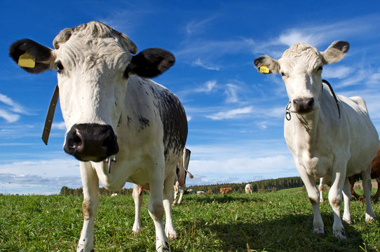 Two cows in swedish field on blue sky background