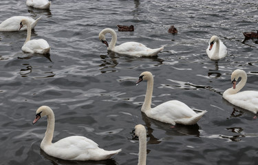 Obraz premium Swans and ducks on water