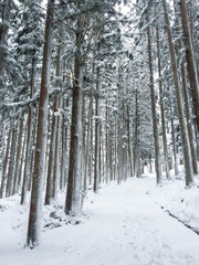 The road cover with snow along the way and a high pine forest lined in a stormy day.