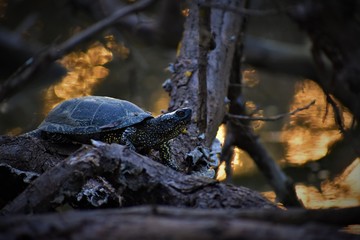 European pond turtle (emys orbicularis)