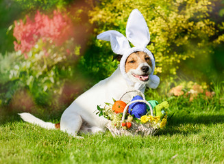 Cute dog in costume of Easter bunny ready for Paschal festival