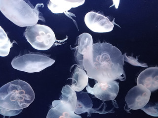 Group of light jelly fish under water in aquarium.