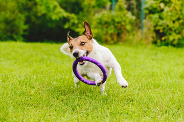 Adorable pet dog playing with toy at green grass lawn at back yard