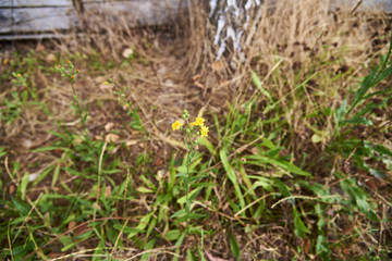 Yellow flower