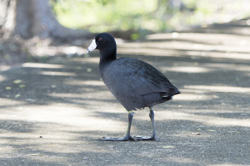 American Coot (Fulica americana) in Mexico