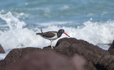 American Oystercatcher (Haematopus palliatus) Hunting on the Rocky Shoreline of the Ocean in Mexico