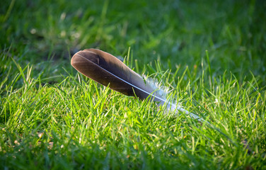 Feder, Vogel, Braun, Grün, Gras, Natur, Sommer, Erholung, Leicht, Fliegen