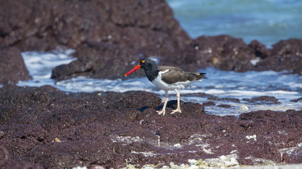 American Oystercatcher (Haematopus palliatus) Hunting on the Rocky Shoreline of the Ocean in Mexico