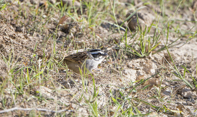 Stripe-headed Sparrow (Peucaea ruficauda) in Brush in Mexico