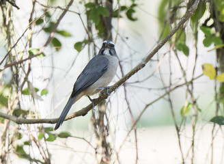  Grayish Saltator (Saltator coerulescens) Perched in a Tree in Mexico