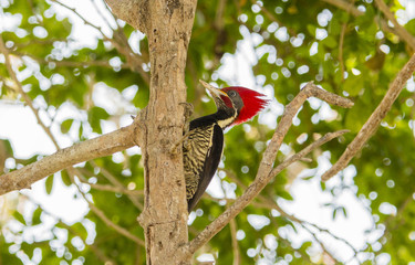 Lineated Woodpecker (Dryocopus lineatus) with Bright Red Head Crest Working on a Tree in Mexico