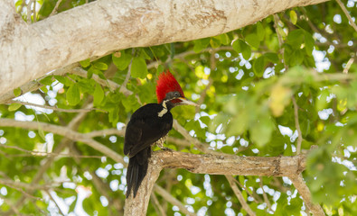 Lineated Woodpecker (Dryocopus lineatus) with Bright Red Head Crest Working on a Tree in Mexico