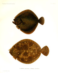 Illustration of a fish