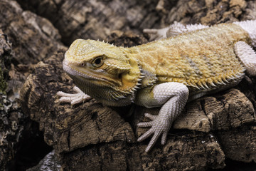 Bearded dragon