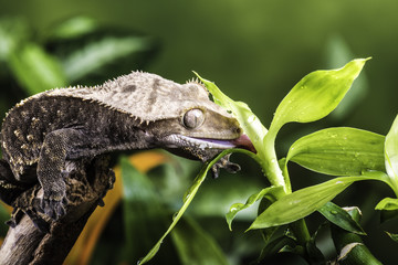 Crested gecko