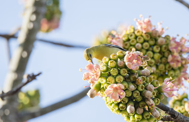 Male Orchard Oriole (Icterus spurius) Perched in a Beautiful Flowering Tree in Mexico
