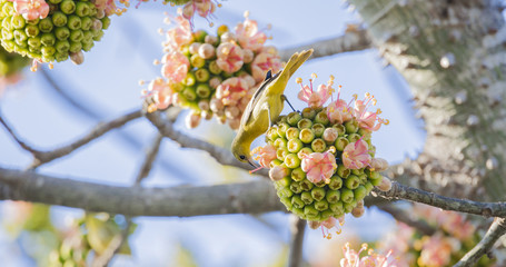 Fototapeta premium Male Orchard Oriole (Icterus spurius) Perched in a Beautiful Flowering Tree in Mexico