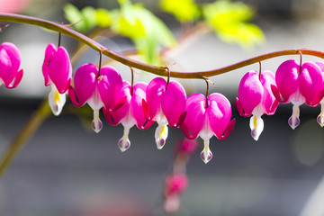 Picturesque pink flower of  Dicentra  (a broken heart, heart Jeannette , bleeding heart) blooms in...