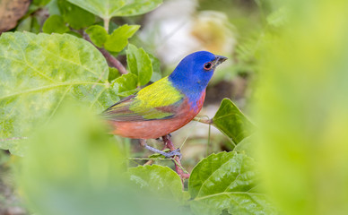 Male Painted Bunting (Passerina ciris) in Leaves in Mexico