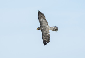 Peregrine Falcon (Falco peregrinus) in Fight