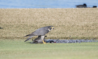 Peregrine Falcon (Falco peregrinus) on the Ground Eating an American Coot that it has Killed on a Golf Course in Mexico