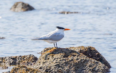 Royal Tern (Thalasseus maximus) Resting on Rocks on the Shore of the Ocean in Mexico