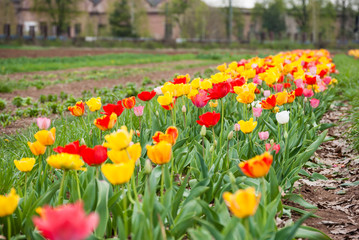 Fototapeta premium Rote und gelbe Tulpen auf dem Feld